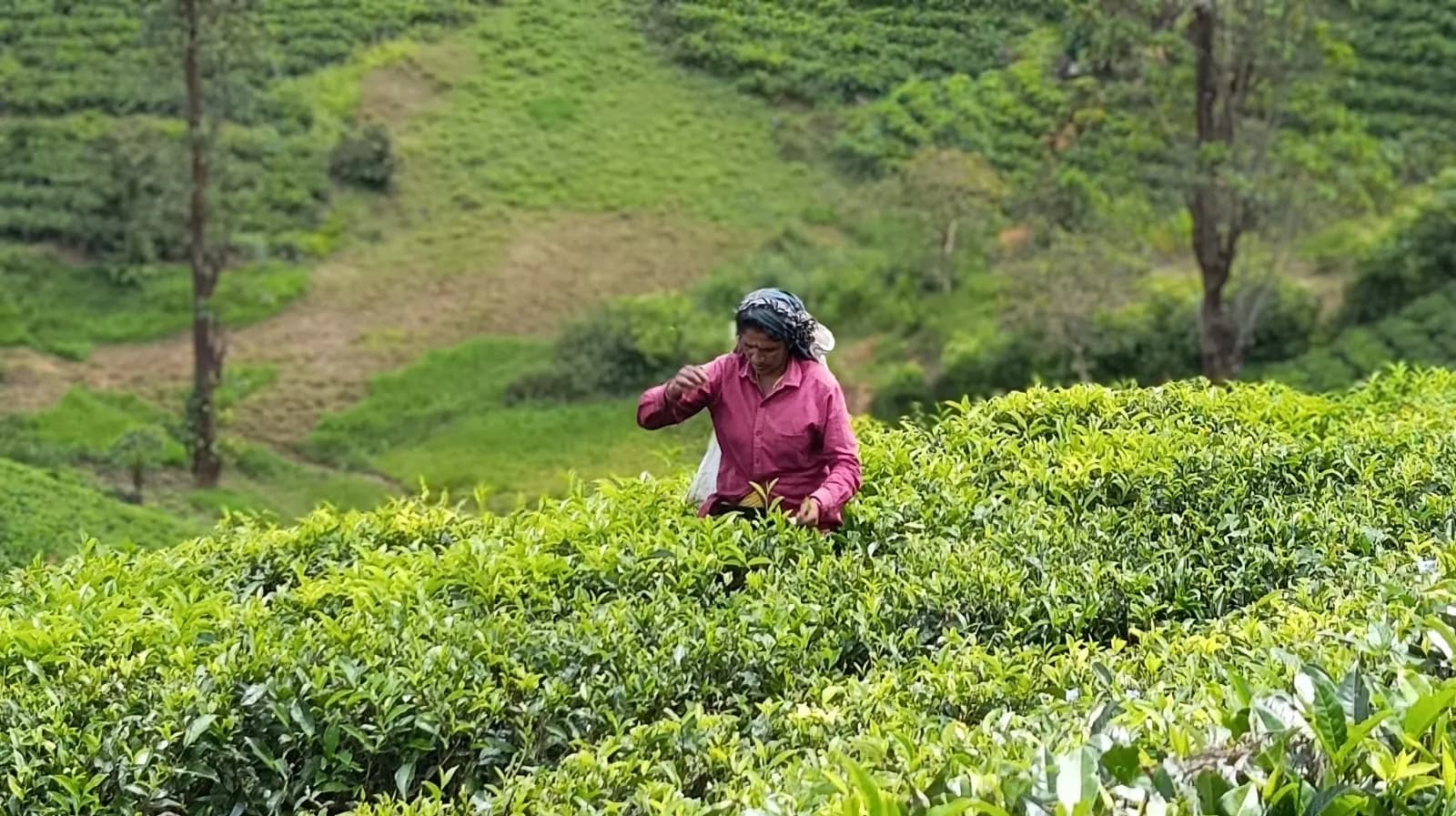 Tea field walk with local tea community in Hatton