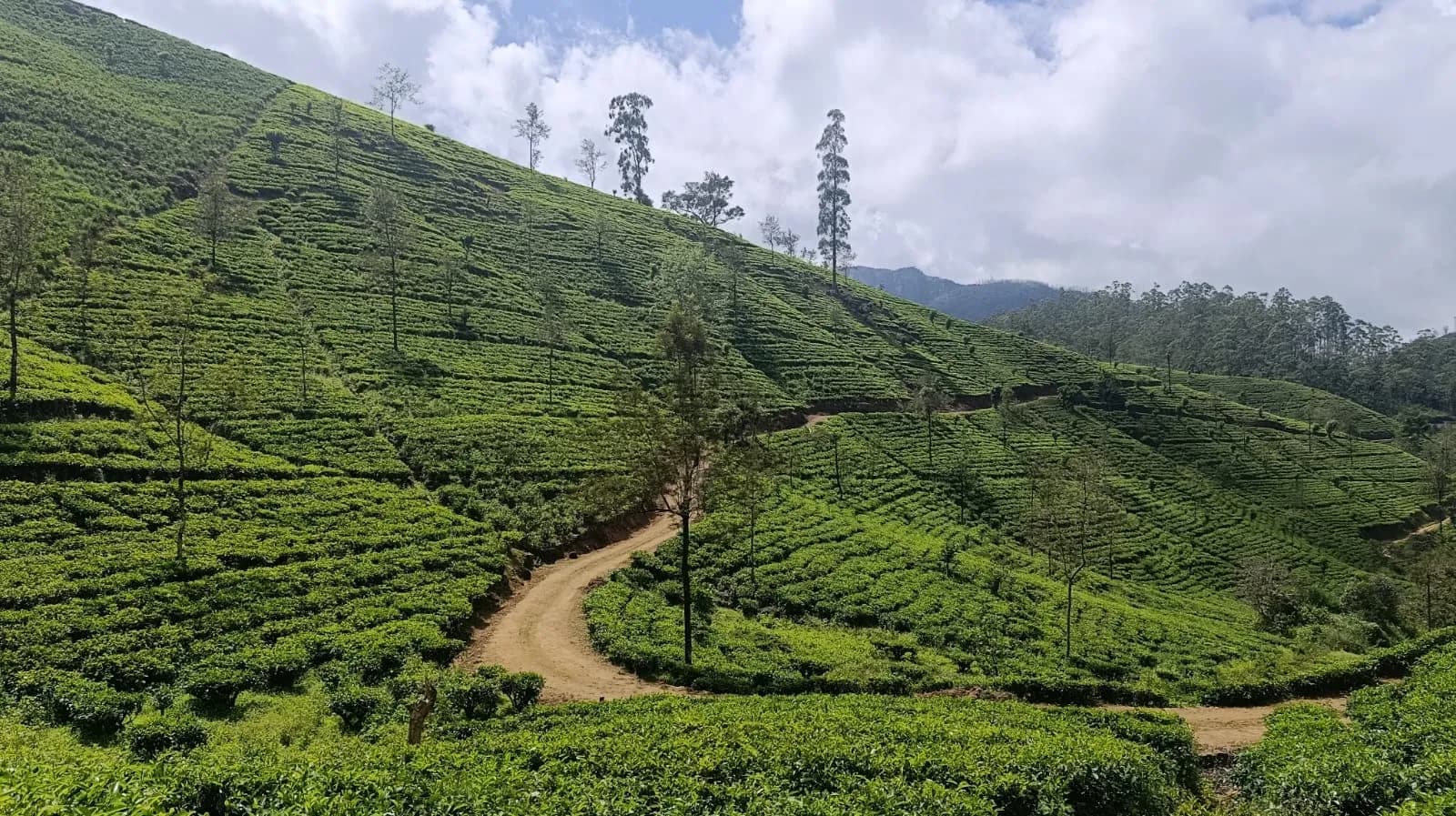 Walking through lush tea estate paths in Sri Lanka